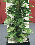 plants